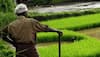 Teenage girls plough farmland to help family due to lack of money during coronavirus pandemic