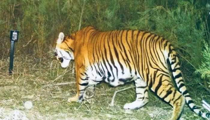 Roar gets louder: First ever camera trap evidence of successful breeding of tigers in Assam&#039;s wildlife sanctuary