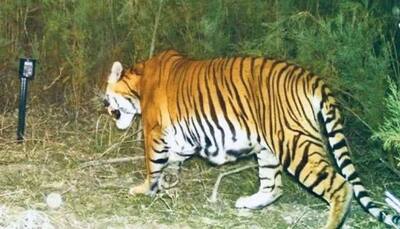 Roar gets louder: First ever camera trap evidence of successful breeding of tigers in Assam's wildlife sanctuary