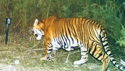 Roar gets louder: First ever camera trap evidence of successful breeding of tigers in Assam's wildlife sanctuary