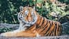 India now has nearly 70% of the global tiger population, says Union Environment Minister Prakash Javadekar