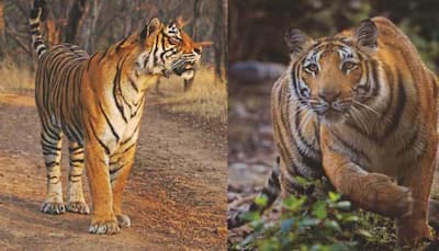 India witnesses increase of 741 tigers within 4 years, nation houses 70% of global tiger population