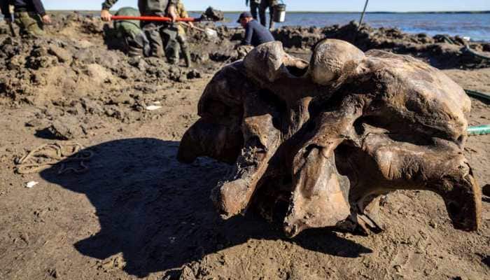 Woolly mammoth skeleton found in lake in Russia&#039;s Arctic