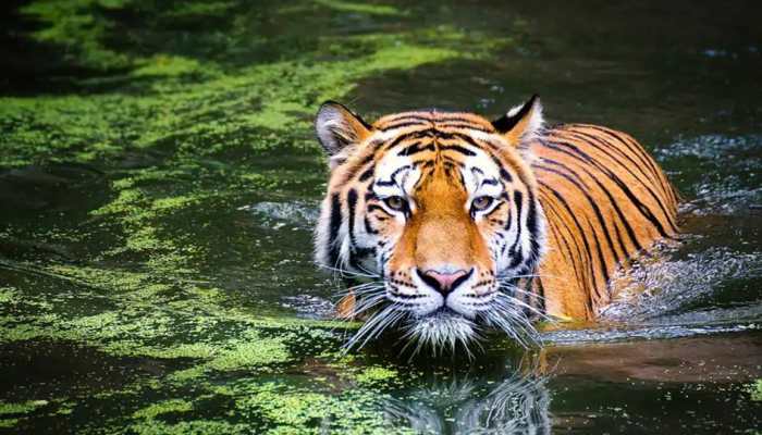 Global Tiger Day: History, importance and the number of tigers in India