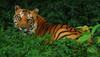 Tigers in India