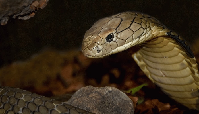 Cobra slithers into sleeping man&#039;s jeans in Uttar Pradesh&#039;s Mirzapur — What happened next will leave you shocked