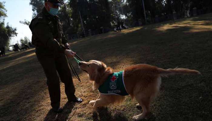 In Chile, police trains dogs to sniff out coronavirus COVID-19 in early stages