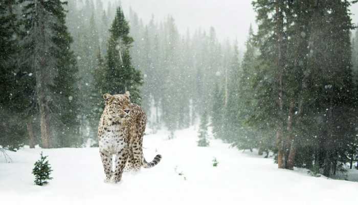 Trending: Snow leopard jumps off a massive cliff to hunt down its prey - Watch viral video