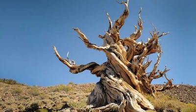 How one man accidentally killed the oldest tree discovered so far