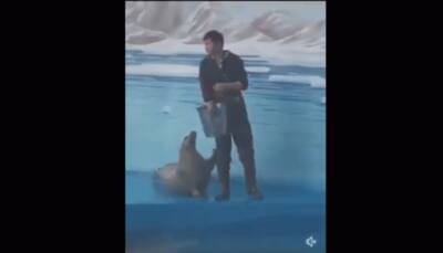 Viral video shows seal tapping man's feet for food, receives mixed reactions from netizens