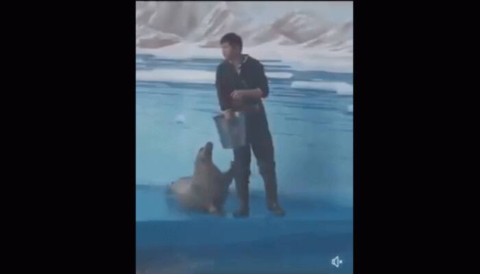 Viral video shows seal tapping man's feet for food, receives mixed reactions from netizens