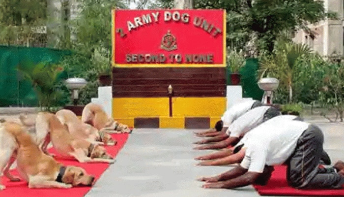 Indian Army dogs Vida, Sophie get &#039;Commendation Cards&#039; on Independence Day