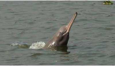 Centre to launch project for conservation, protection of Dolphins in rivers, oceans across country