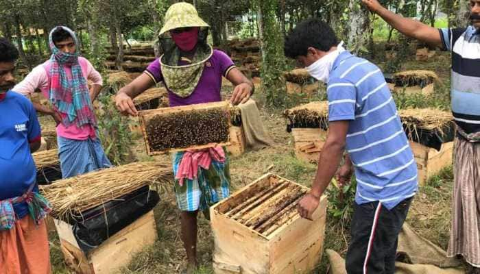 Sunderban takes up beekeeping to stop tiger attacks, will sell honey online