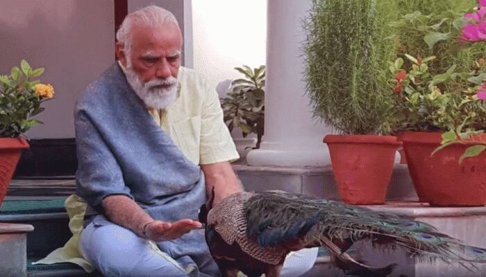 PM Narendra Modi shares video of &#039;precious moments&#039; feeding peacocks during morning routine of exercises — Watch 