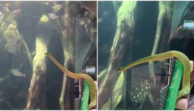 Snakes get curious too? Viral video of serpent ogling at fishes inside aquarium leaves netizens amused