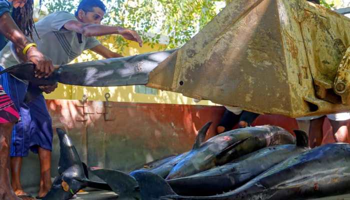 Dying mother dolphin struggles to save baby in Mauritius lagoon after oil spill