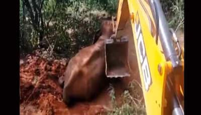 Elephant falls in a trench near wildlife sanctuary in Karnataka, rescued by forest officials; video goes viral