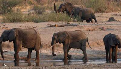 22 elephants in Zimbabwe die of mysterious bacterial infection