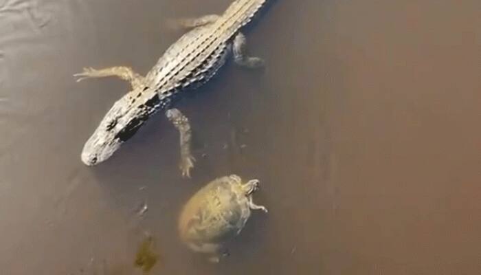 Hilarious video! Turtle hi-fives alligator as it swims past in viral clip — Check out