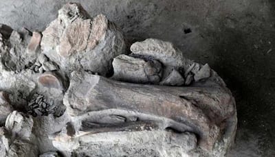 Mexican airport site emerges as major graveyard of Ice Age mammoths