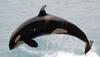 killer whales
