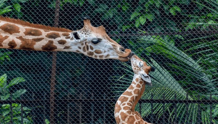 Zoos to reopen in West Bengal from October 2; all amusement parks and gardens from September 23