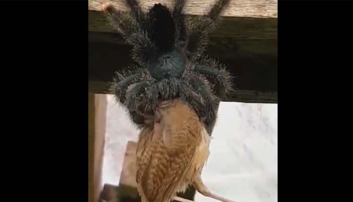 Giant spider eats bird in this hair-raising viral video, netizens call it &#039;scary and disturbing&#039;