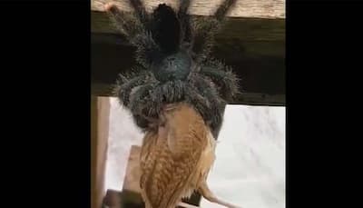 Giant spider eats bird in this hair-raising viral video, netizens call it 'scary and disturbing'