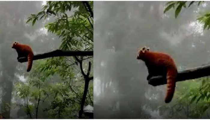 Rare Red Pandas woo visitors in Darjeeling&#039;s Padmaja Naidu Himalayan Zoological Park - Watch