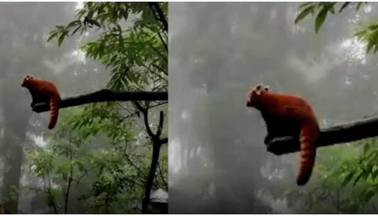 Rare Red Pandas woo visitors in Darjeeling's Padmaja Naidu Himalayan  Zoological Park - Watch | viral News | Zee News