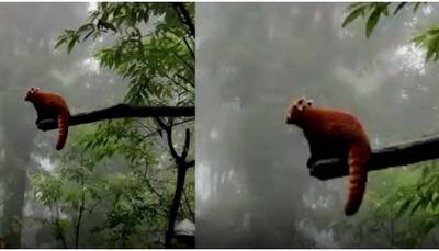 Rare Red Pandas woo visitors in Darjeeling's Padmaja Naidu Himalayan Zoological Park - Watch