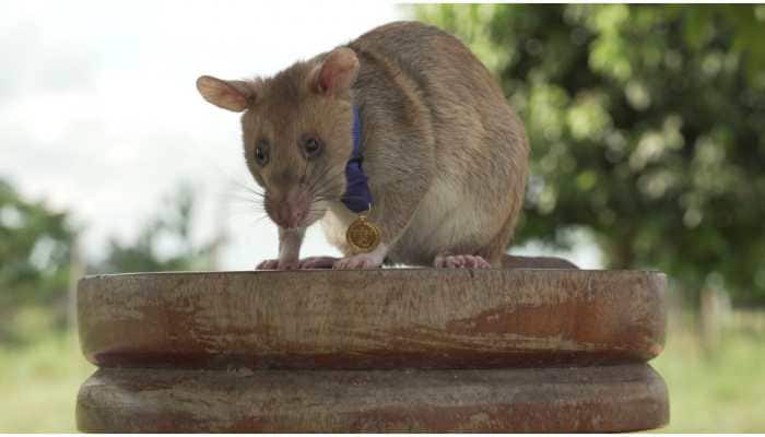 This giant rat &#039;Magawa&#039; in Cambodia given gold medal, know why 