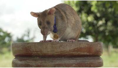 This giant rat 'Magawa' in Cambodia given gold medal, know why 