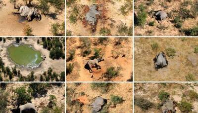 Which bacteria could be behind elephant deaths in Zimbabwe and Botswana?