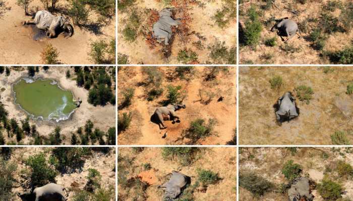 Which bacteria could be behind elephant deaths in Zimbabwe and Botswana?