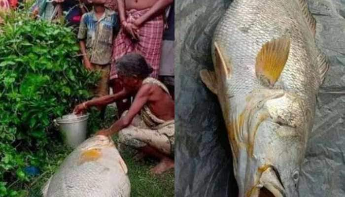 Elderly woman catches 52-kg fish in West Bengal, becomes ‘lakhpati’ overnight 