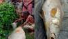 Elderly woman catches 52-kg fish in West Bengal, becomes ‘lakhpati’ overnight 