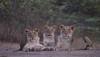 Watch: Gir forest employee asks lion on road to let him go in Gujarati