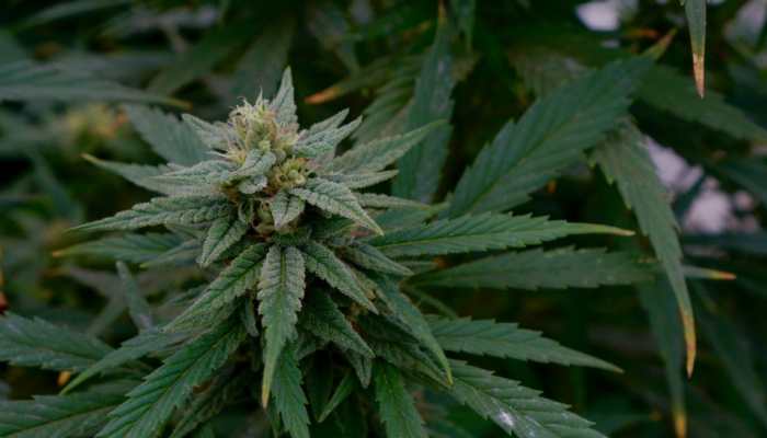 Cannabis may encourage use of non-medical opioid, finds study