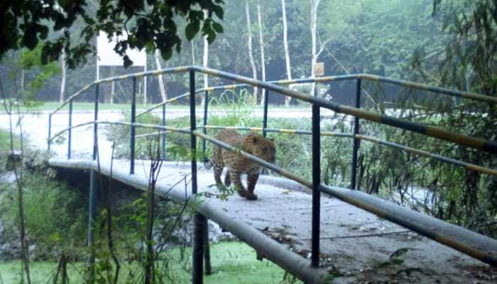 Leopard spotted at Greater Noida's NTPC premise, search operation on