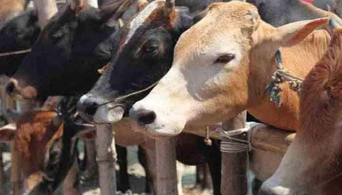 Cow dung will protect everyone, it is anti-radiation, says Rashtriya Kamdhenu Aayog chief