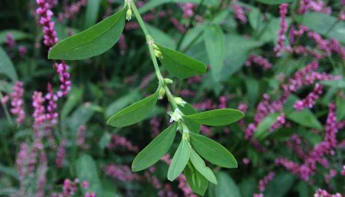 Polygonum, Himalayan knotweed, poses major threat to Uttarakhand&#039;s bio-diversity, Valley of Flowers