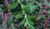 Polygonum, Himalayan knotweed, poses major threat to Uttarakhand's bio-diversity, Valley of Flowers