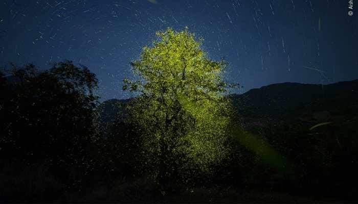 Aishwarya Sridhar becomes first Indian woman to win Wildlife Photographer of the Year award