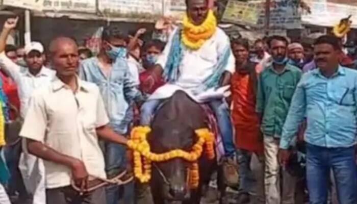 Bihar Assembly election 2020: Independent candidate arrives on buffalo to file nomination - WATCH