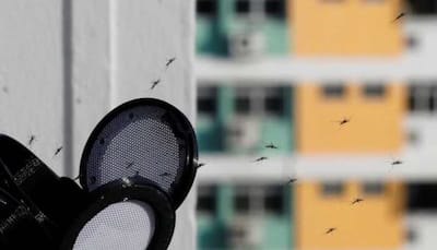 Angry because of mosquitoes? Want to get rid of them? Follow these low-cost steps