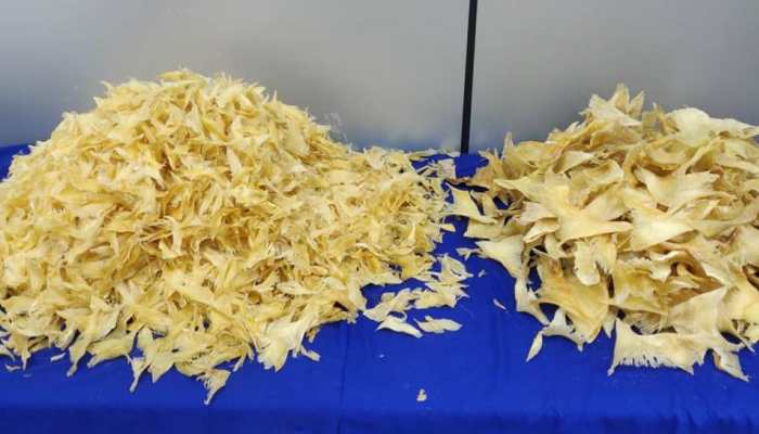 23.5kg shark fin worth over Rs 16 lakh seized from two Dubai-bound passengers in Chennai