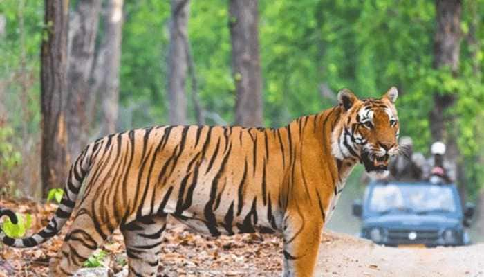 Unlock 5: National parks in Uttar Pradesh to reopen from Nov 1, in a bid to boost tourism