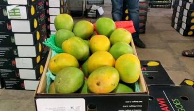 Want to eat Fresh Alphonso mangoes in December? You will have to shell out Rs 700-900 per kg